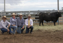 Boshammer’s top bulls