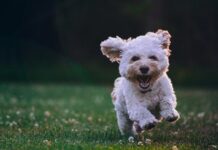 Pooch wins Chinchilla man $1 million jackpot