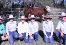Talbalba’s sought after Herefords