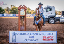 Chinchilla ran like clockwork