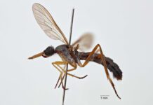 Scientists name new fly species after Chinchilla cattle station