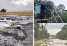 Severe crop damage reported after hailstorm smashes Western Downs