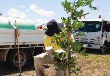 Key changes announced for popular tree adoption program