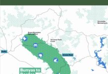 Bunya to border koala corridor