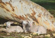Sheep producer sentiment rebounds