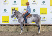 Dalby Stock Horses raking in millions