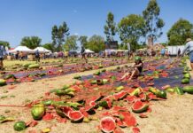 Chinchilla’s festival one in a melon