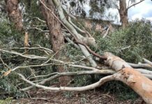 Aftermath of the severe thunderstorm