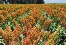 Harvest and herbicide concerns at Broadlea