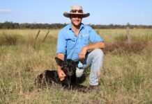 Australian first NuEra Calves