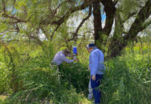 The sting of a mosquito bite