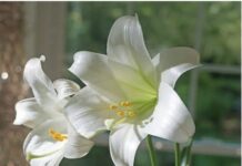 Plants and seeds for Easter