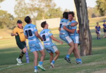 Echidnas stun premiers