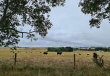 Bendigo Bank agriculture report