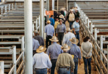 Sale attracts Victorian operators
