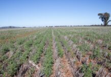 Refining the double-break tactic for grass weed control