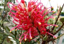 Bushfoods and Biodiversity talk