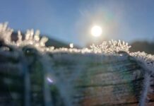 Deep freeze felt across Darling Downs