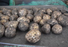 Vegetable growers urged to share concerns