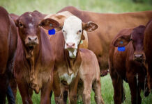 Cautious optimism for Agricultural trade conditions