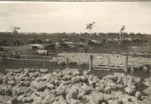 Sheep sale yard