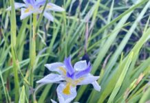 Gardening in the sun