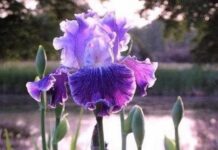 Goddesses of the garden