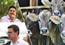 Ban on US beef lifted, but timing questioned