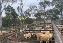 Record beef production forecast as national herd stabilises
