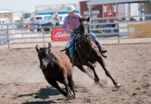 Roma Golden Hobbies Campdraft thrills at Basset Park