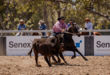 Tight results at Wandoan Community Campdraft