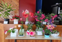 Red Cross Chelsea Flower Show coming soon