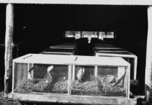 Prickly Pear history