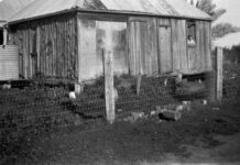 Ploughing on Riverleigh, Chinchilla, circa 1933