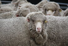 Australian sheep flock declines as producers prepare for gradual rebuild