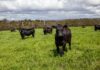 Australian beef industry sets benchmark