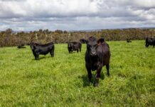 Australian beef industry sets benchmark