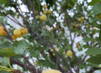 Growing resilient plants