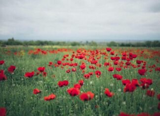 Remembrance Day services across the Western Downs