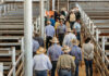 Solid demand for heifers