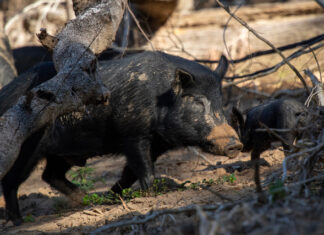 Council’s Innovative Pest Management Project Produces Significant Results