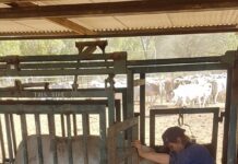 LifeFlight records increase in animal-related incidents