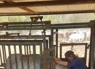 LifeFlight records increase in animal-related incidents