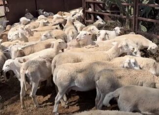 Sheep producer confidence surges as flock expansion plans accelerate