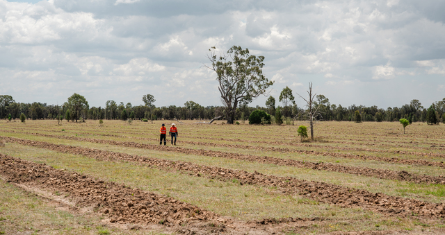 Stage 1 of major reforestation project complete | Western Downs Today