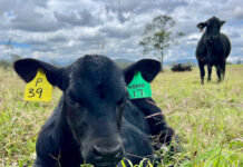 Global appetite drives Australian beef and goatmeat exports to new highs