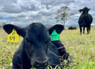 Global appetite drives Australian beef and goatmeat exports to new highs