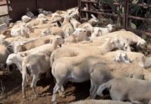 Sheep Sustainability Framework releases 2025 Annual Report