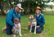 Animal inspection program begins in Western Downs
