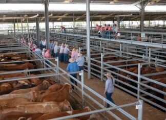 Dalby sale report